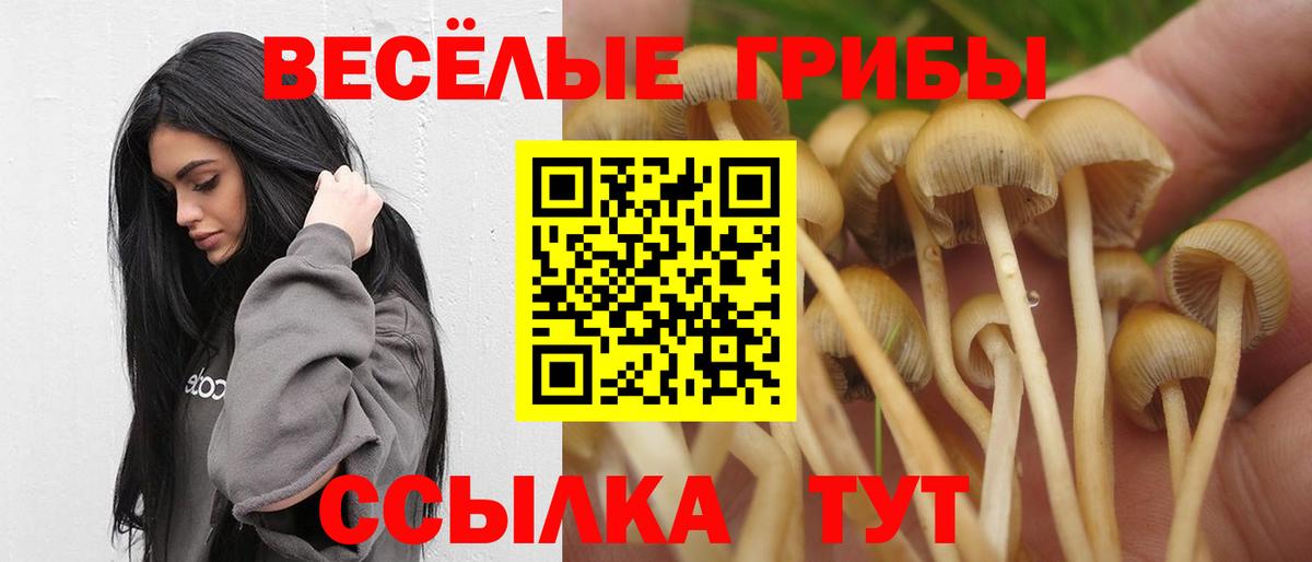 Псилоцибиновые грибы Psilocybine cubensis Звенигород
